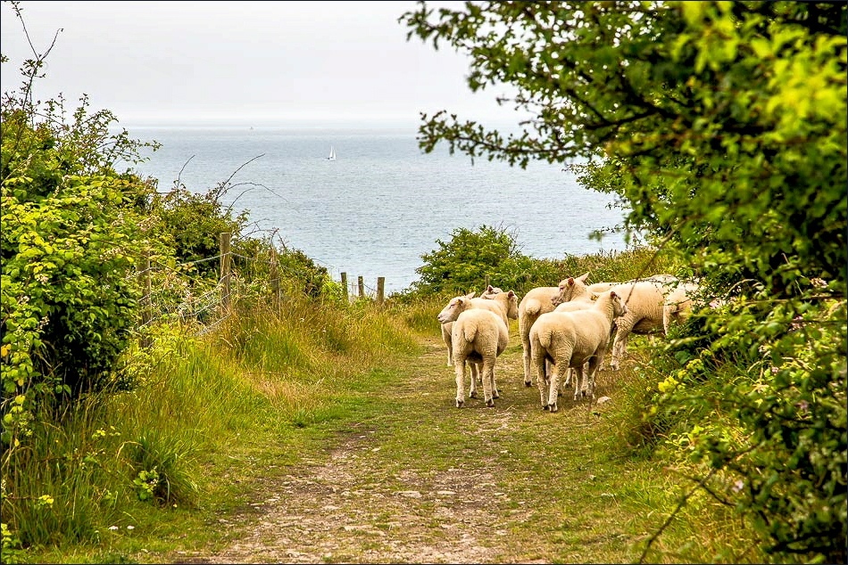 St Alban's Head walk St Aldhelm's Head Worth Matravers Dorset walks